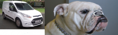 ford connect bulldog likeness